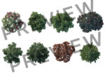 8 Top View Tree Overlays - Image 4